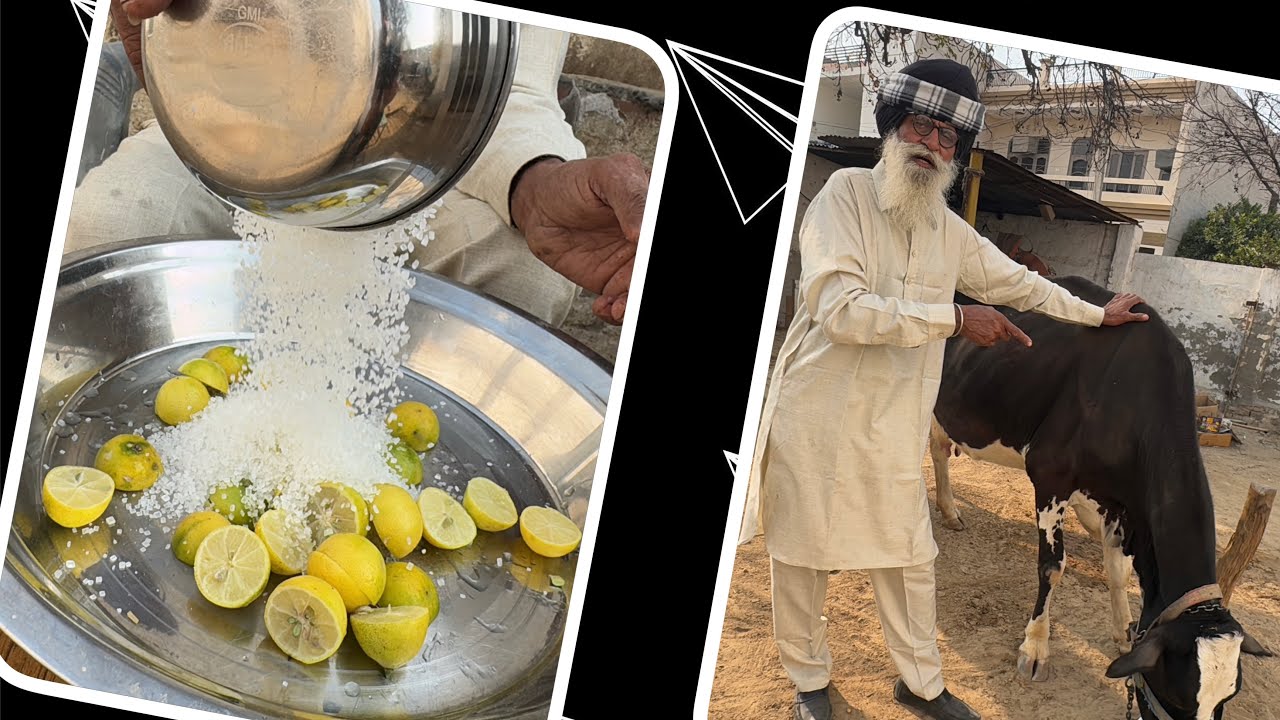 ਪਸੂ ਦੇ ਕਿਸੇ ਥਣ ਵਿੱਚੋ ਦੁੱਧ ਘੱਟ ਆਉਦਾ ਜੇ | ਨਿੰਬੂ ਨਾਲ ਕਰ ਸਕਦੇਉ ਥਣ ਨੂੰ ਠੀਕ #farming #dailyvlog
