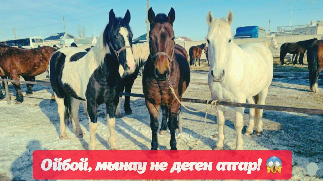 Ё-МОЁ, ЖЫЛҚЫ БАЗАРЫНДА НЕ БОЛЫП ЖАТЫР 😱 МЫНА БАҒАЛАР СҰМДЫҚ.