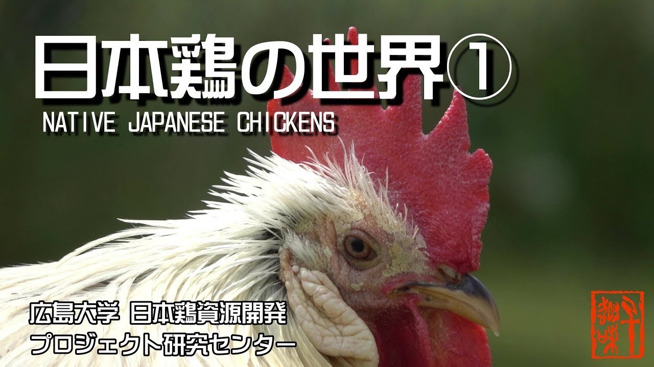 日本鶏の世界①　一挙３２種類公開　The World of Native Japanese Chickens (1)