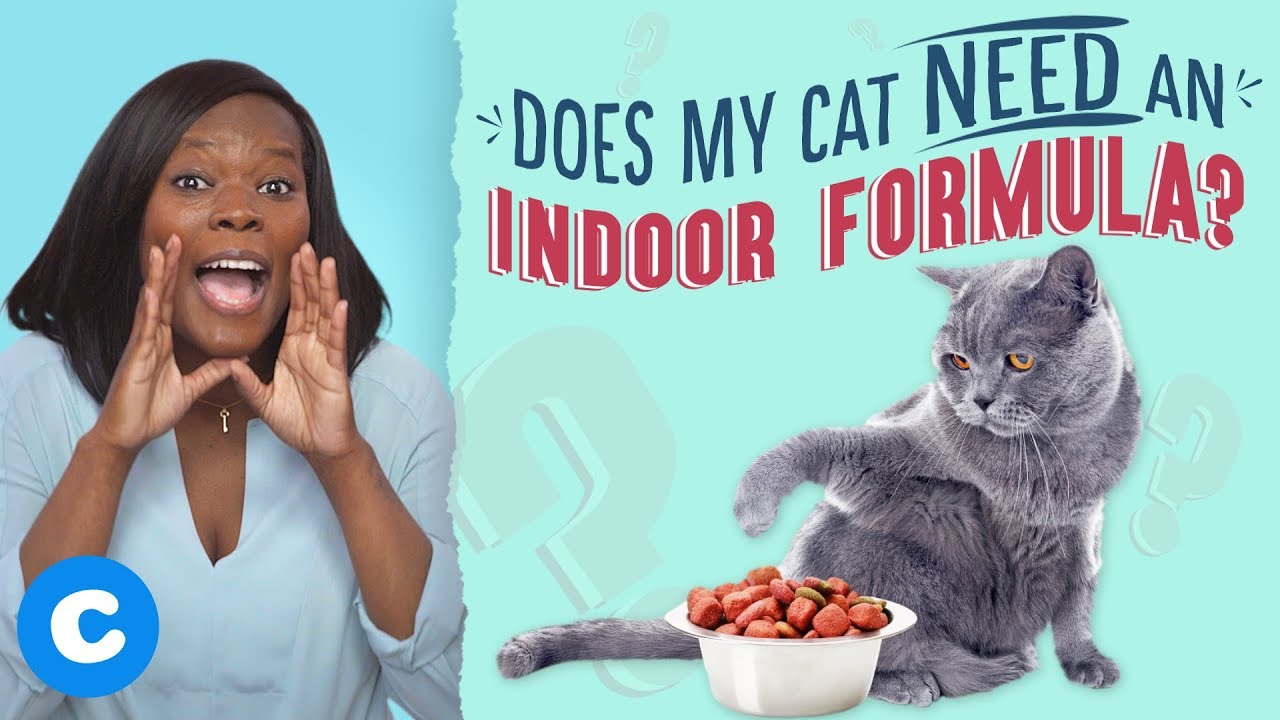The Best Foods For Indoor Cats | Chewy