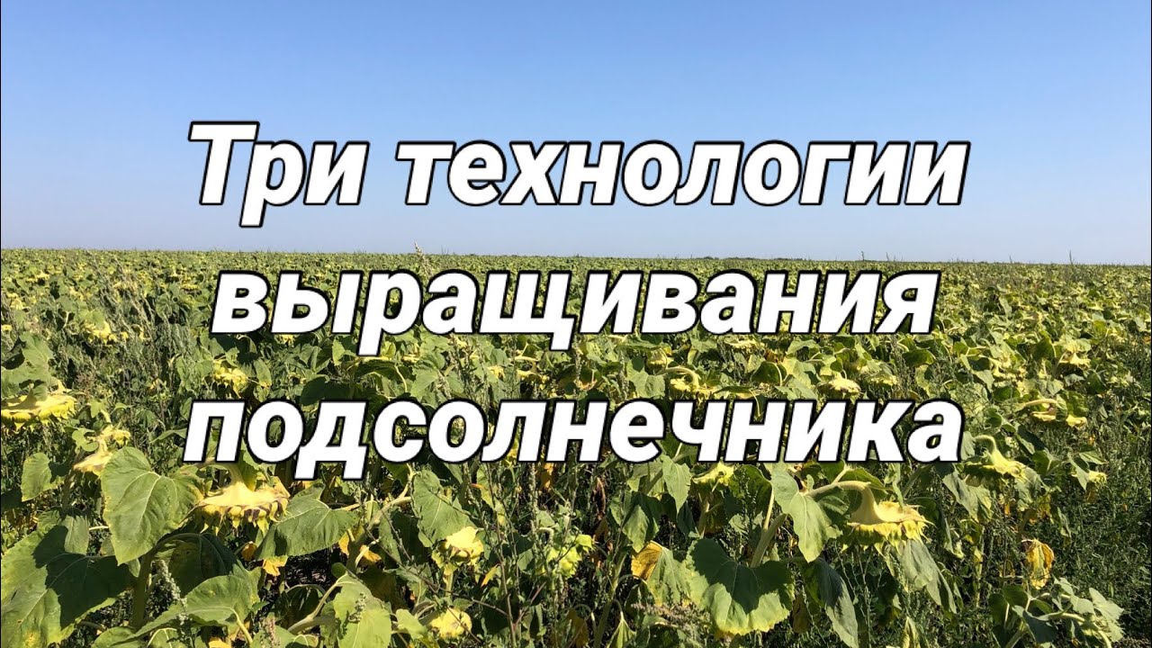 Три технологии выращивания подсолнечника