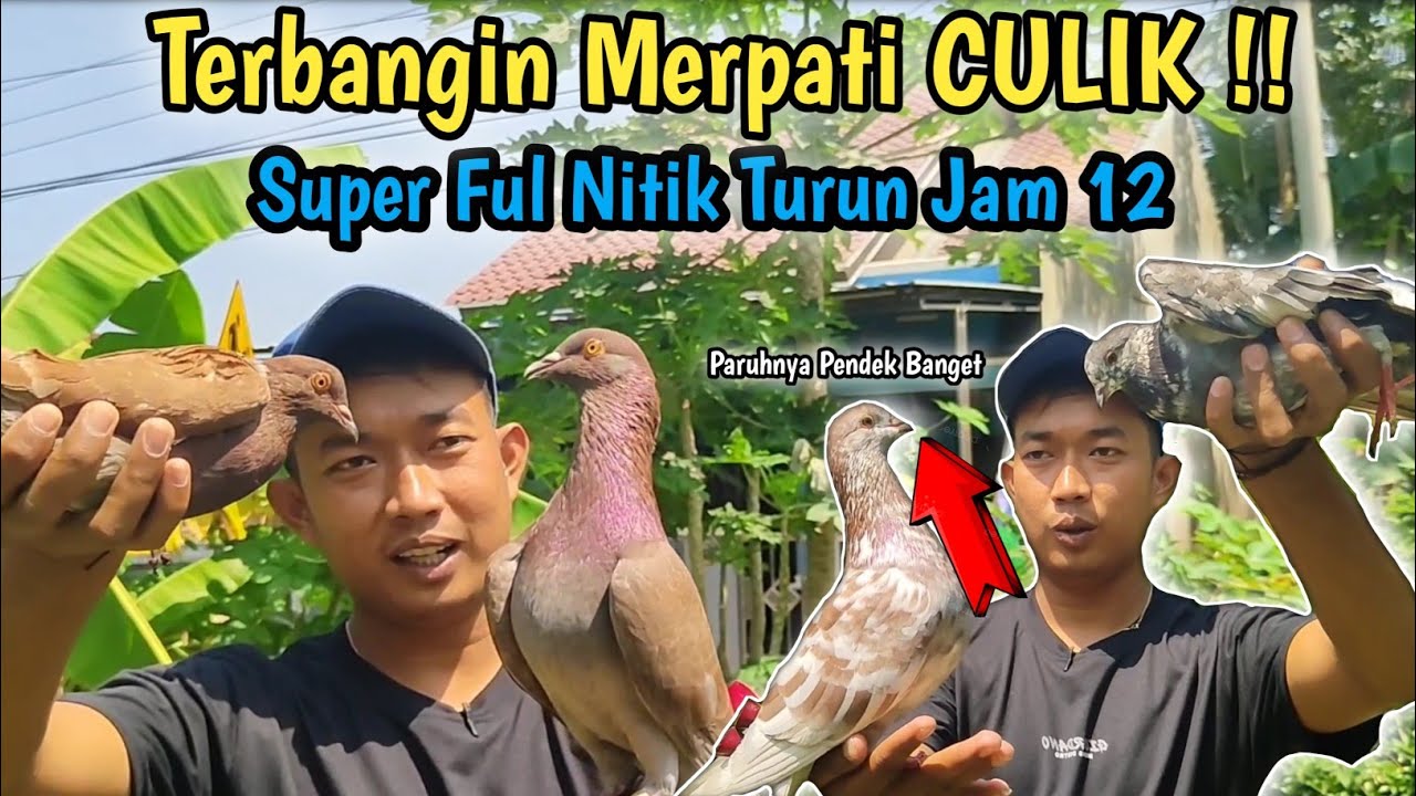 Merpati Tinggian Culik Super Nitik‼️