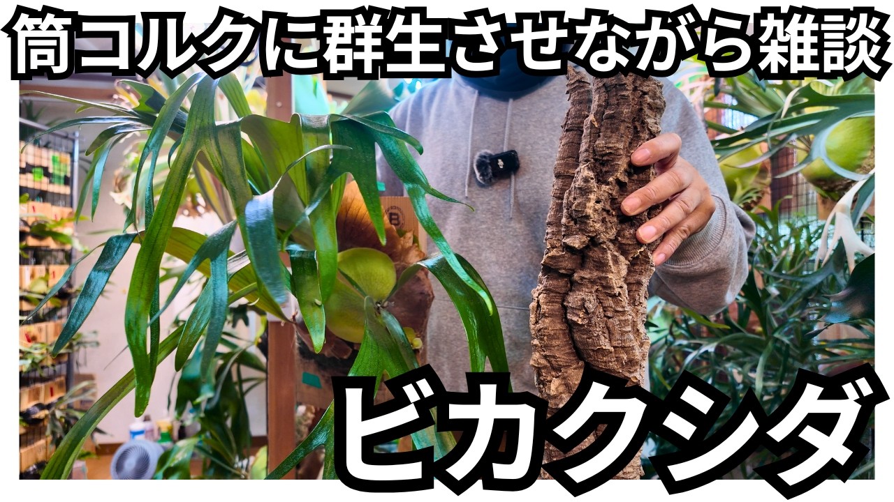 【ビカクシダの動画】筒コルクに群生させながら雑談　樹皮コルク仕立て/コウモリラン/珍奇植物
