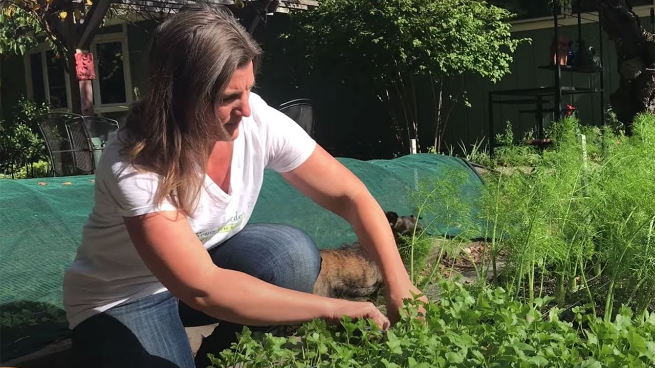 How To Grow Cilantro For Longer Harvesting