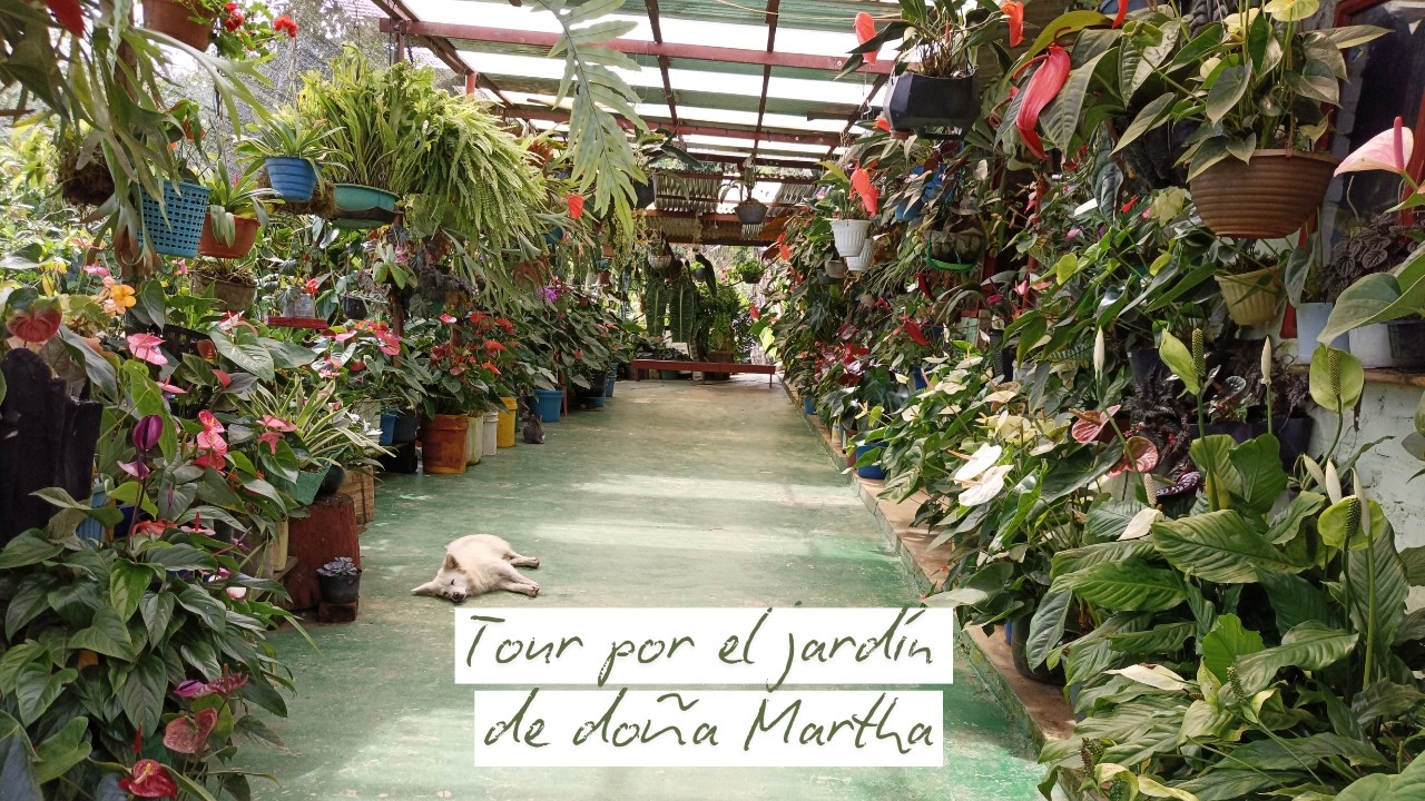 La colección más grande de anturios en un solo jardín | Jardín Diaz