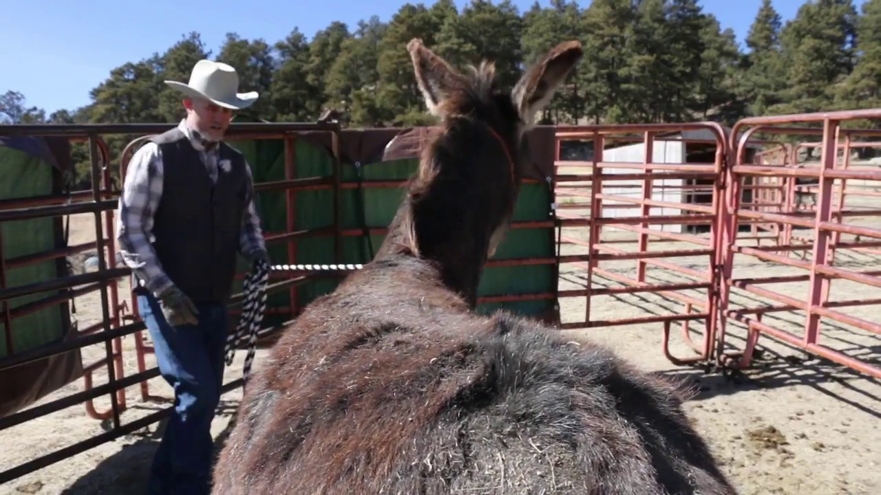 Halter Training - phase one