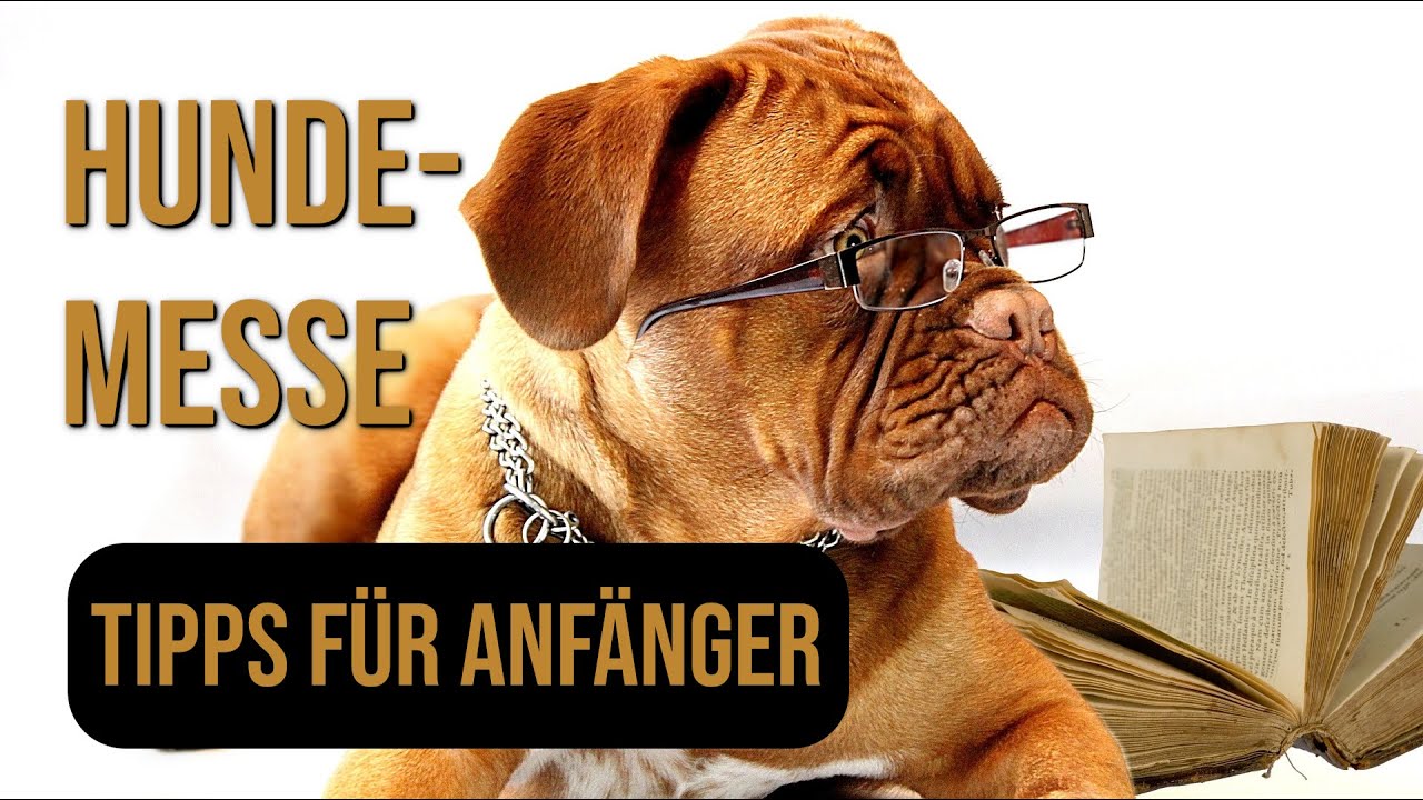 Hundeausstellungen: Tipps f&uuml;r Anf&auml;nger