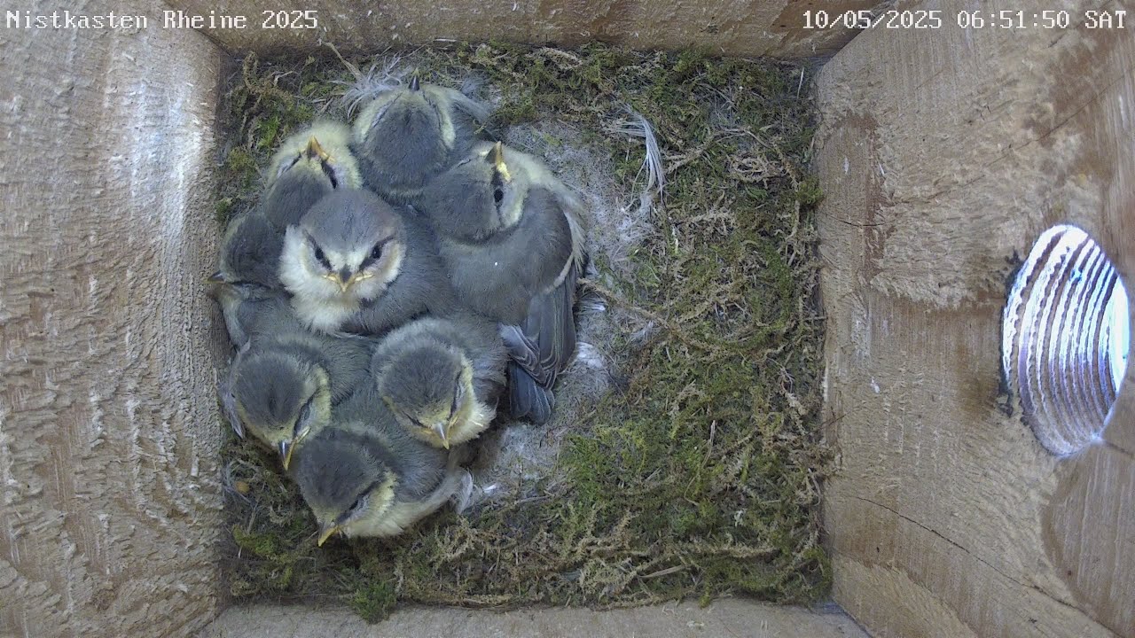 Nistkasten Rheine 2025;  die Letzten Stunden im Nest