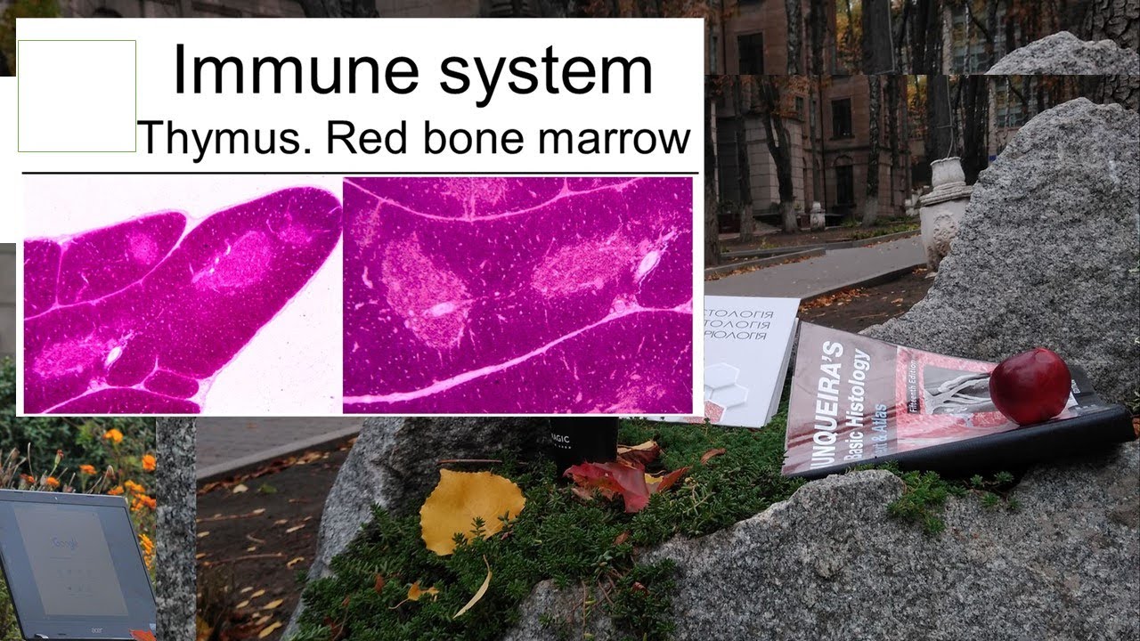 9.Immune system Central lymphoid organs (Histology lecture)
