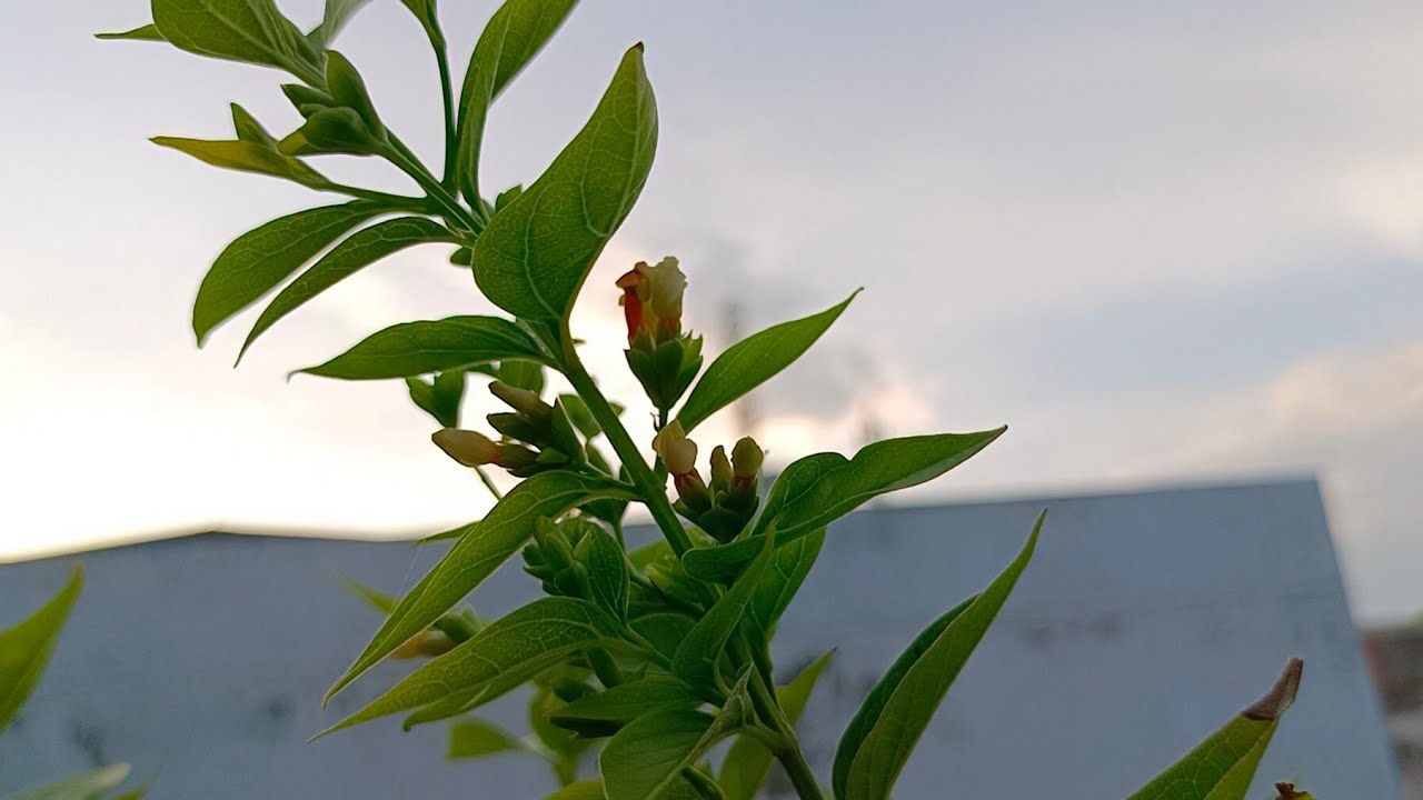1815:- Kya Harshingar Ki Pruning Ab Karni Chahiye