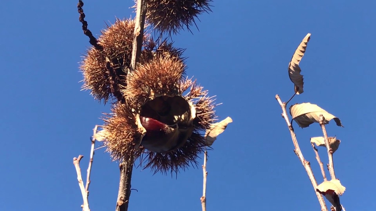 Foraging Chestnuts in Graça, Leiria, Portugal