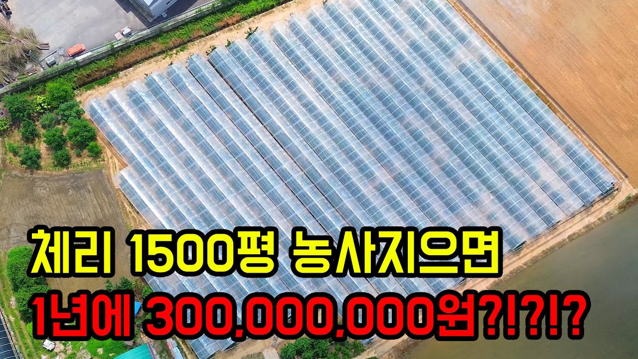 1,500평에 체리나무 400그루 심으면 일년에 300,000,000원???