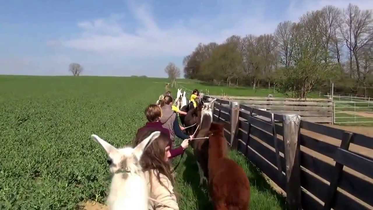 Lamatherapie / Alpakatherapie auf der Orenda-Ranch