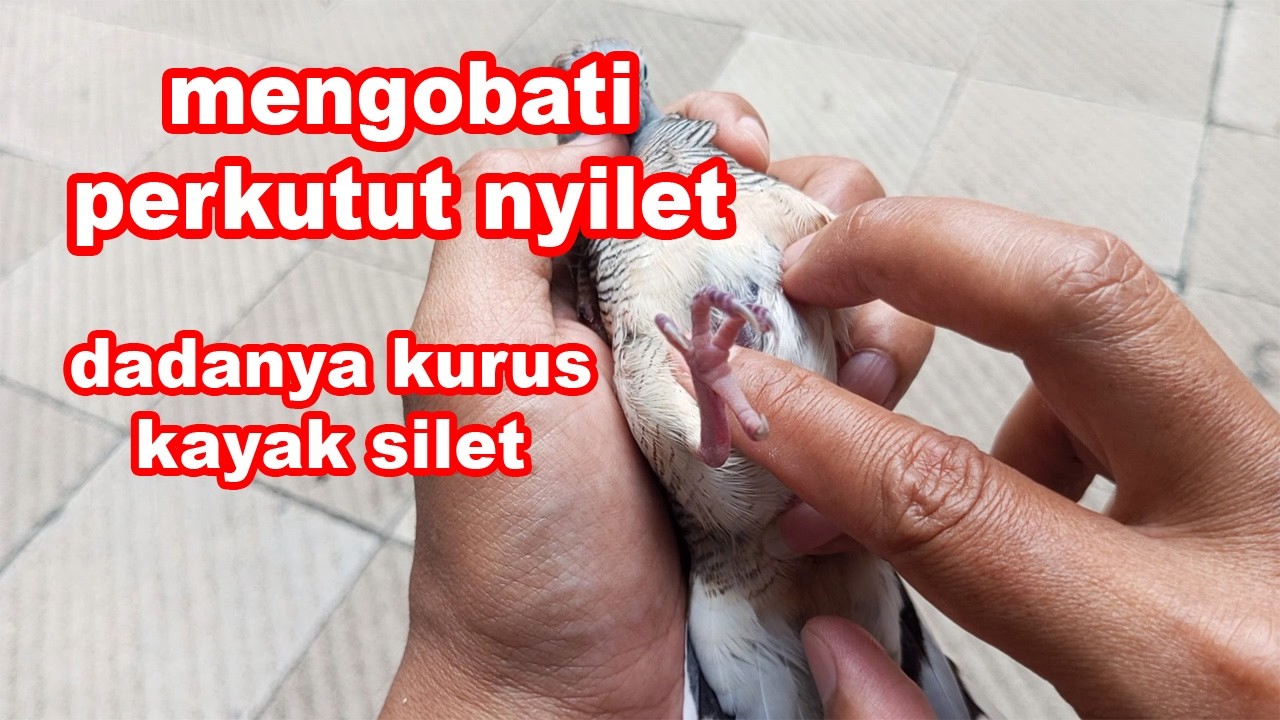 Cara Mengobati Perkutut Nyilet I Perkutut Kurus Sakit Nyilet