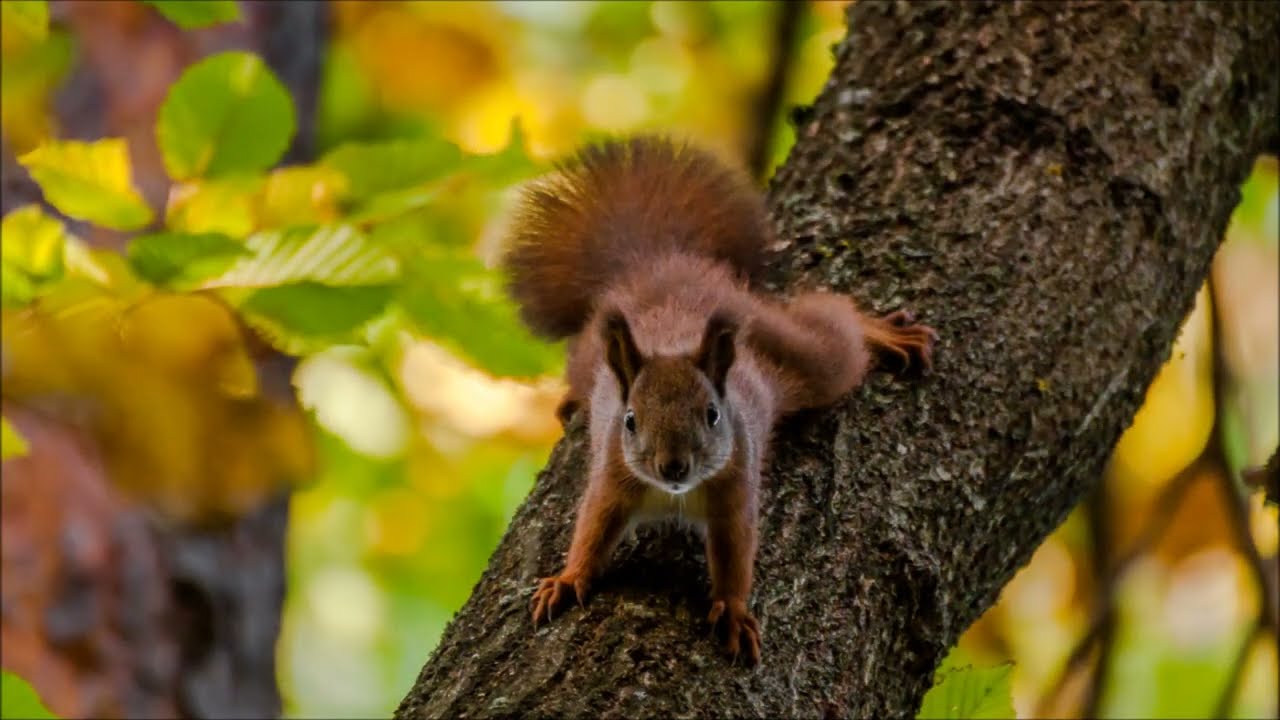 Wiewiórka / Common squirrel