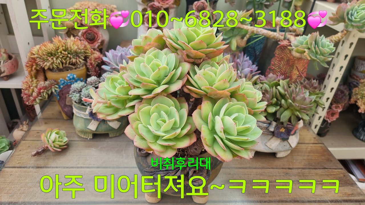 (26.2.6.금)💞비취후리대💞심어놓고 괜시리 뿌듯해요~😆😁