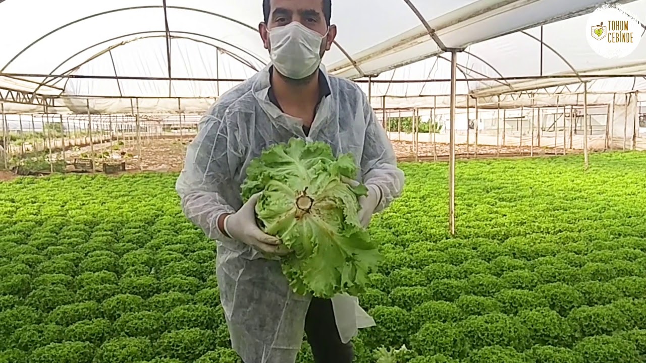 Elmaria - Tohum Cebinde 🌱