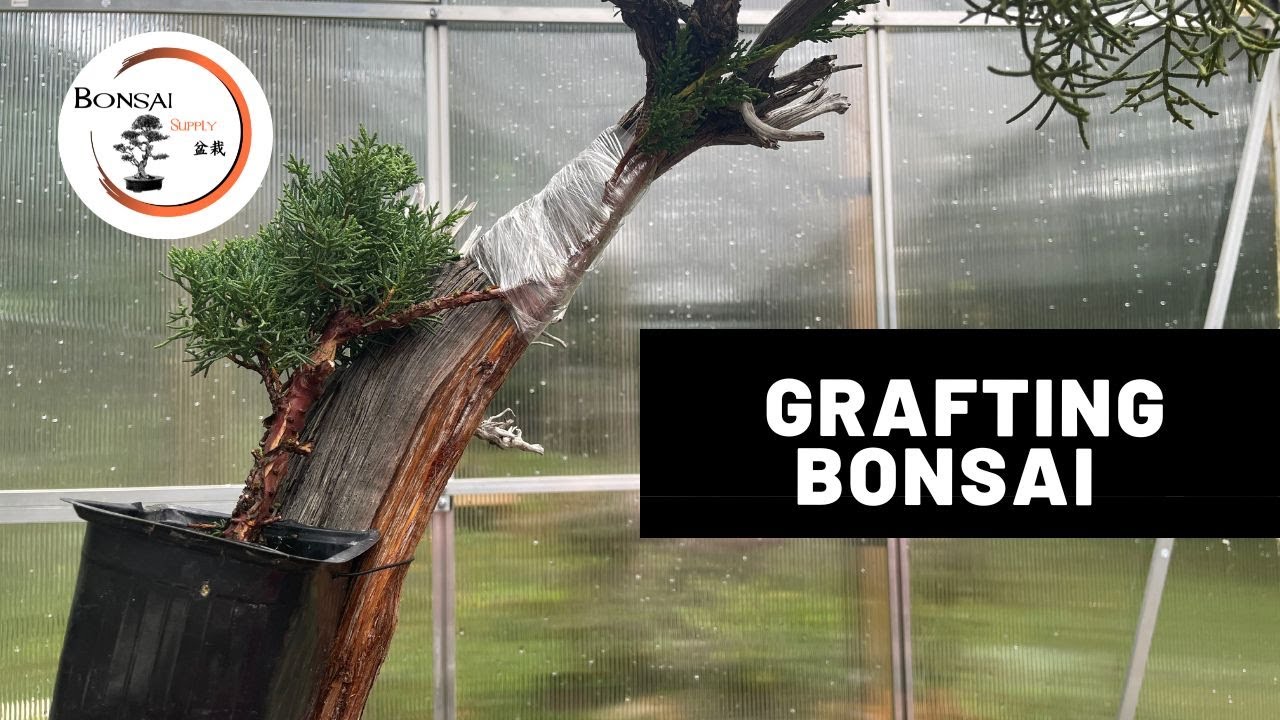 Grafting Bonsai - Approach Grafting a 300+ year old Juniper