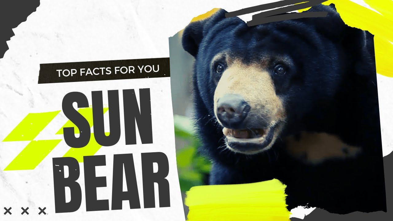 sun bear facts 🐻 tropical forests of Southeast Asia