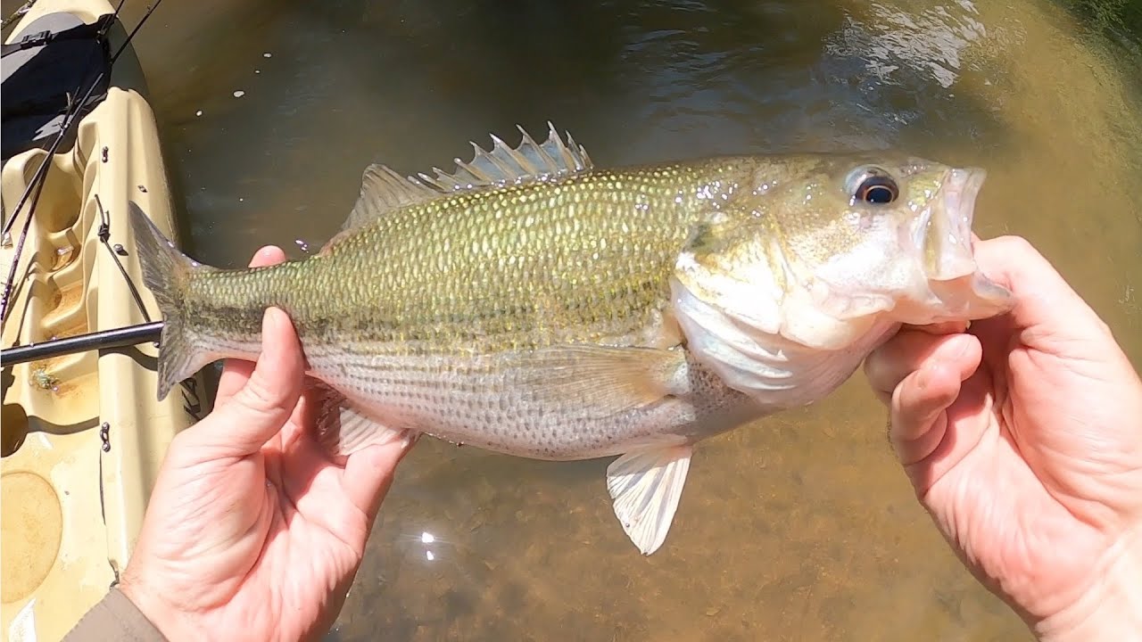 North Georgia Spotted Bass