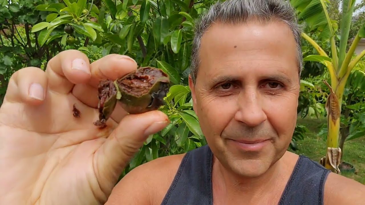 Сбор плодов черной сапоты в Мельбурне, Австралия