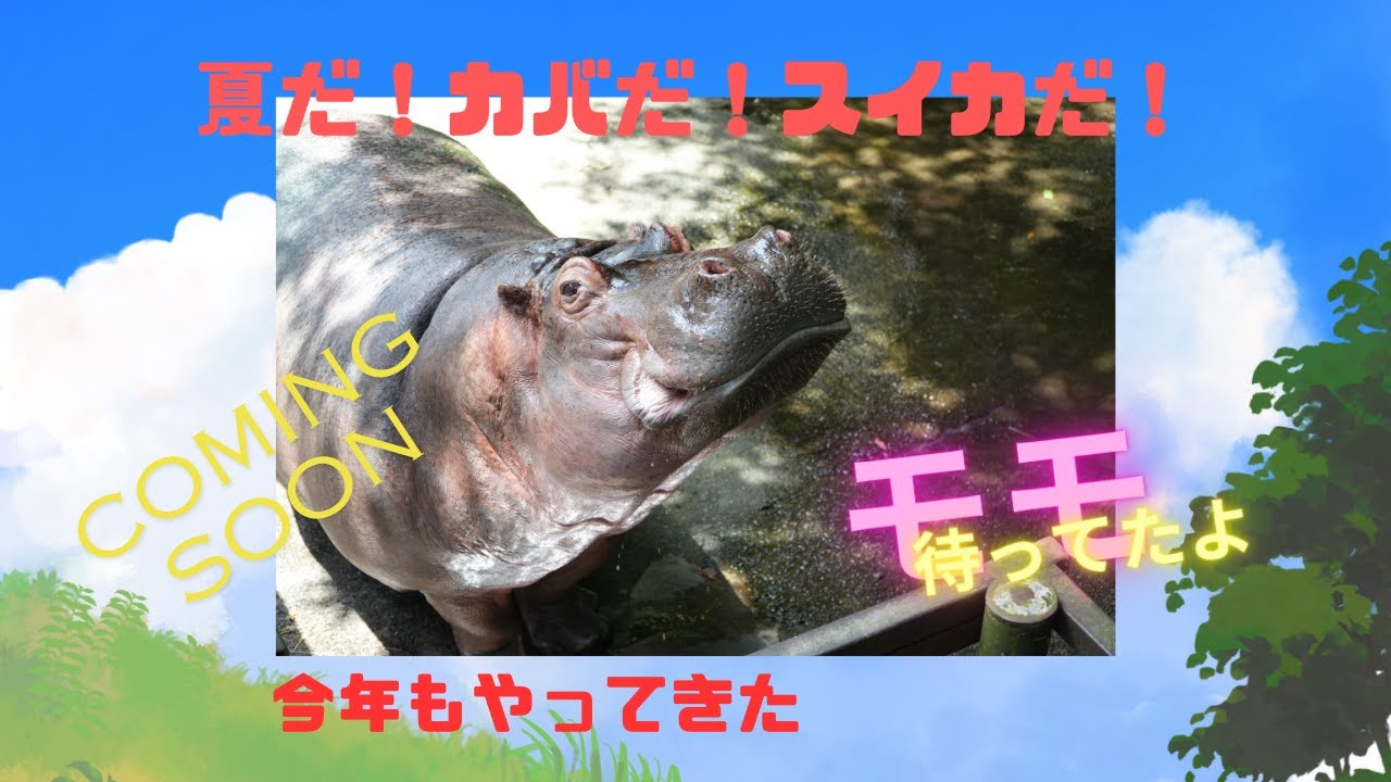 お待たせしました。カバのスイカまるごとタイムの季節。泳げなかったカバのモモが挑戦する