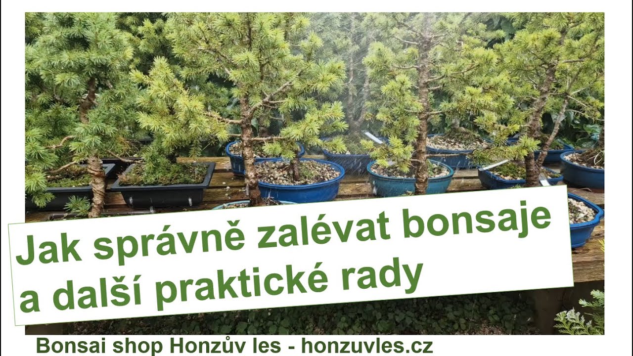 Jak správně zalévat bonsaje a další praktické rady