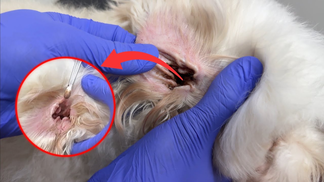 Cleaning ears dog very dirty ear. 