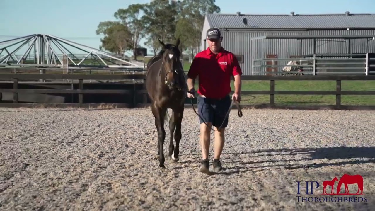 Hellbent x Tender Mercies. Lot 502 - Inglis Classic 2026