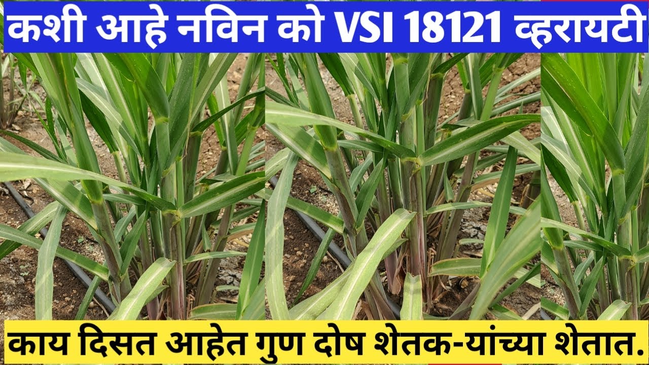 कशी आहे को VSI 18121 व्हरायटीl काय दिसत आहेत गुण दोष शेतक-यांच्या शेतातl@KrushiTirth