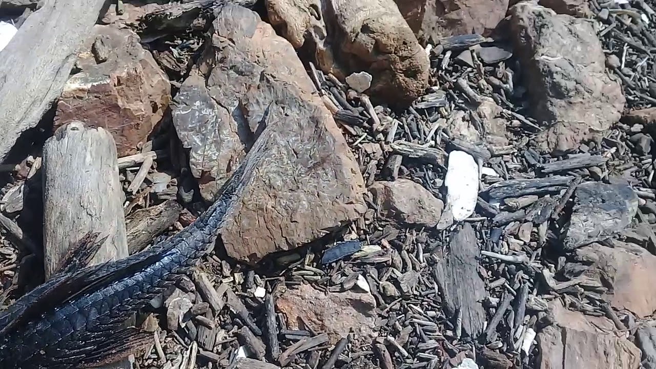 PEZ SAPO (Una plaga)