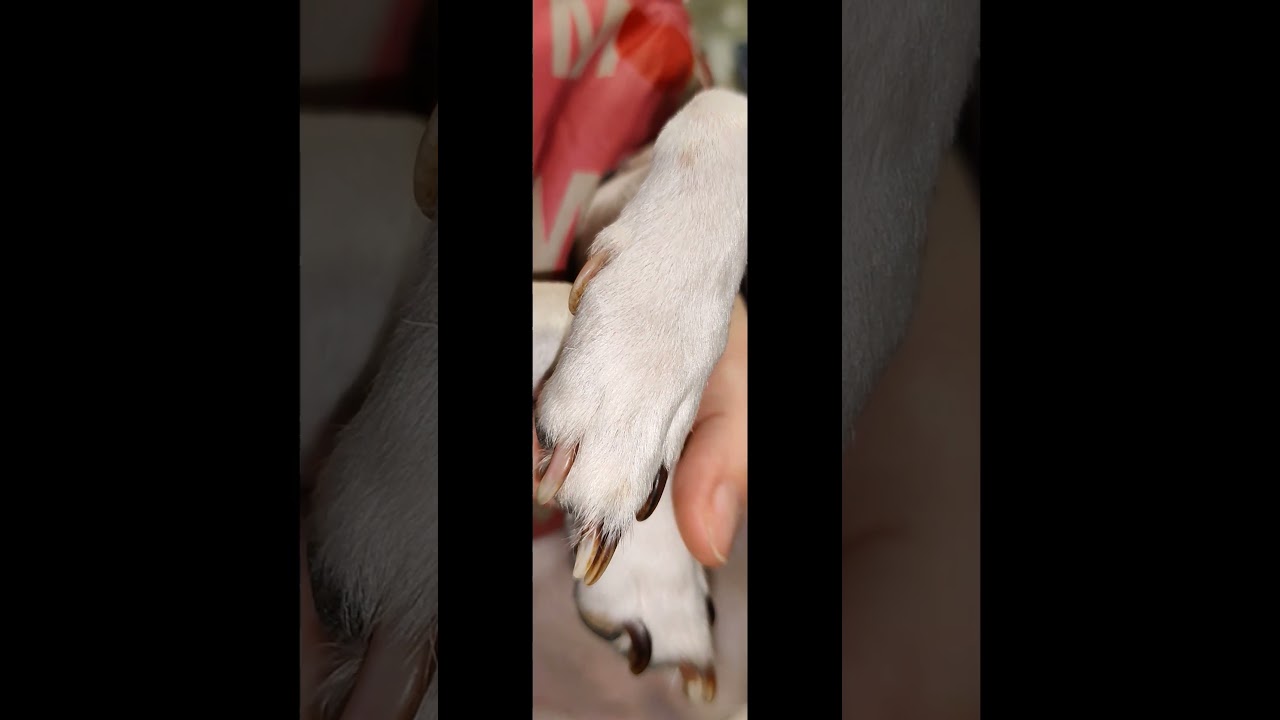 Piccoli miracoli pelosi 🩵 #drimpure #pets #doglover #dog #jackrussell #jackrussellterrier