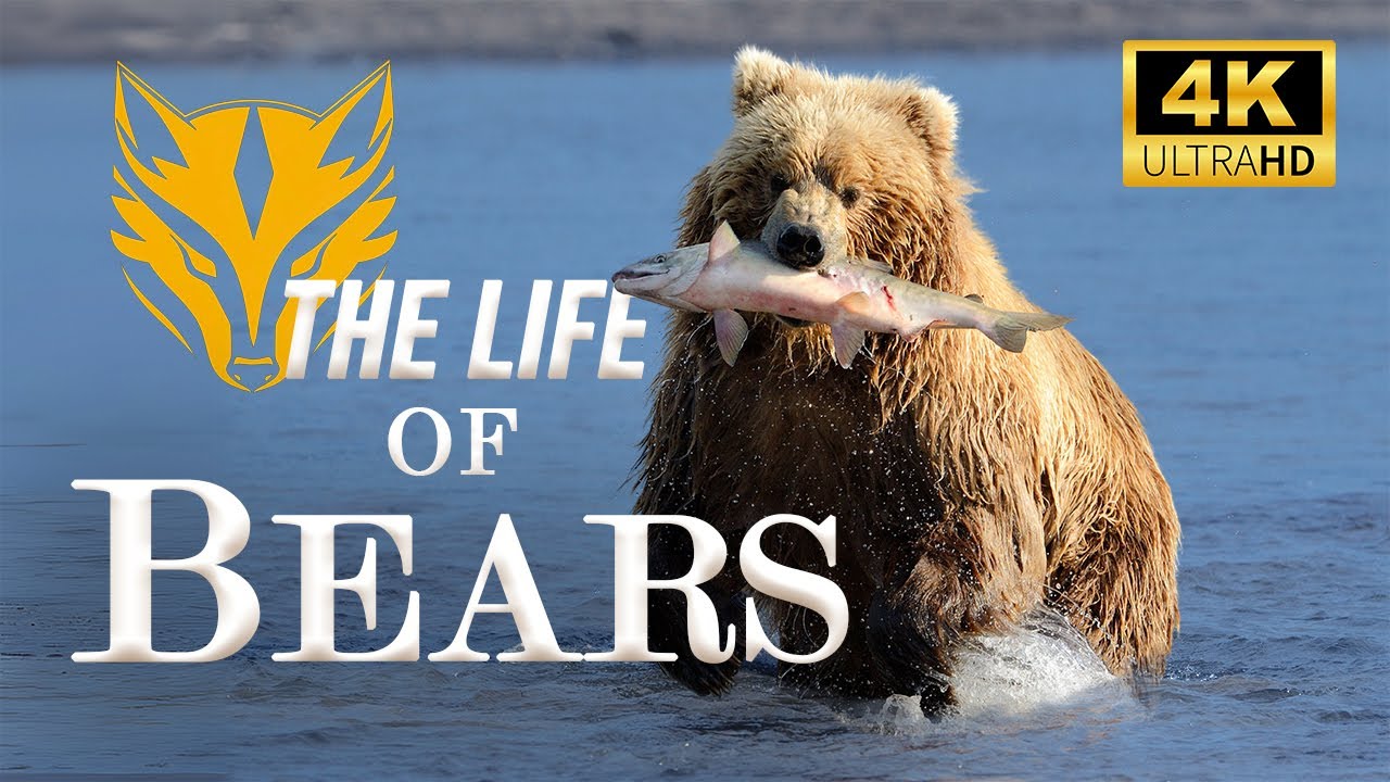 The Life of Bears l Strength and Survival in Nature l Bears Documentary