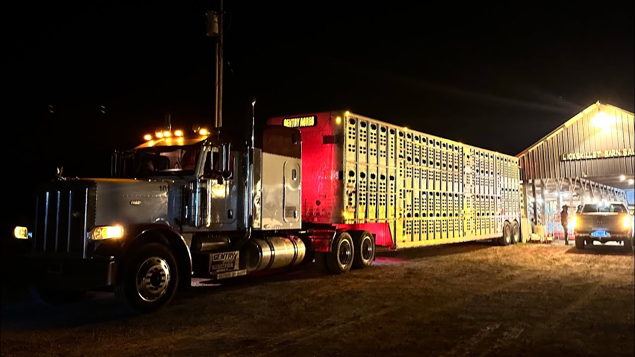 I Put The Pete To The Test!! Hauling Cows In The Tennessee Mountains..