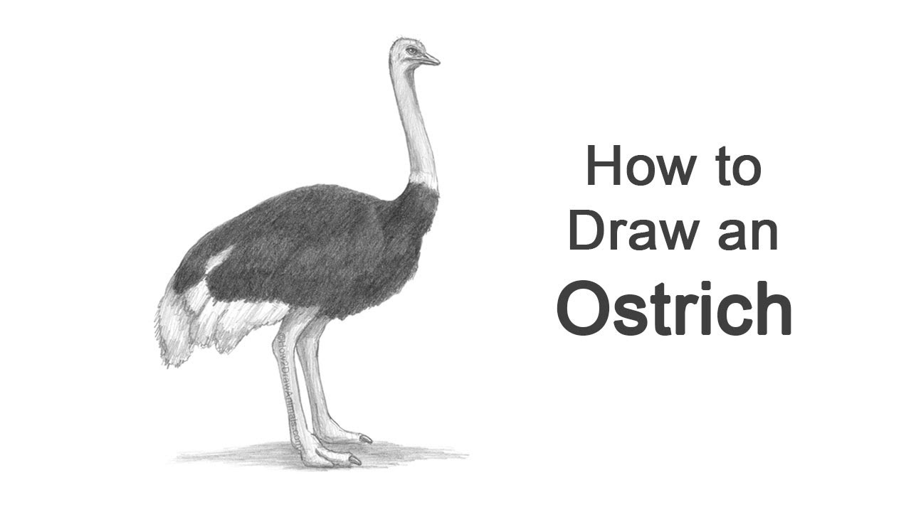 How to Draw an Ostrich