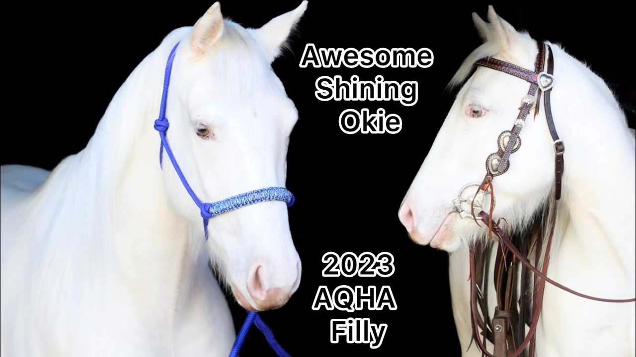 Awesome Shining Okie - Flashy 2023 AQHA Champagne Filly - Gentle & Sweet 🥂 🦄 
