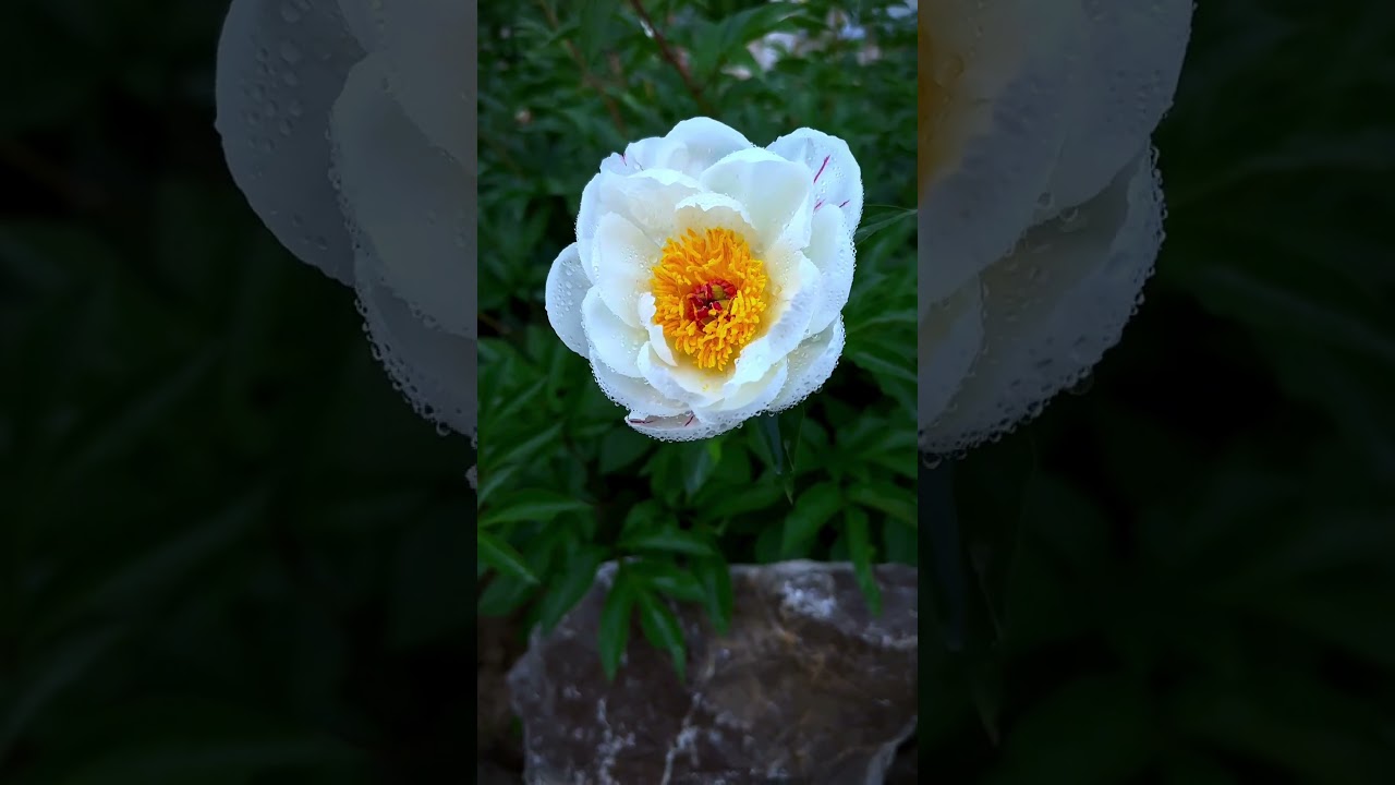 NATURE'S WISDOM   Life Lessons from Flowers! 🌺 