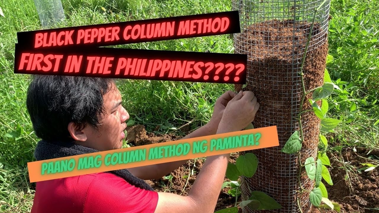 PAANO ANG HIGH DENSITY PEPPER FARMING|| COLUMN METHOD BLACK PEPPER CULTIVATION