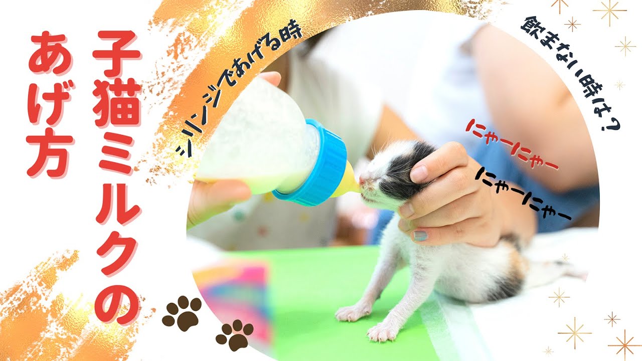 赤ちゃん猫(子猫)ミルクのあげ方。これを見れば大丈夫。ミルクを飲まない時の方法も。