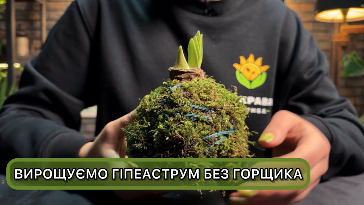 Стильна кокедама в домашніх умовах. Вирощування амарилісу (гіпеаструму) без горщика