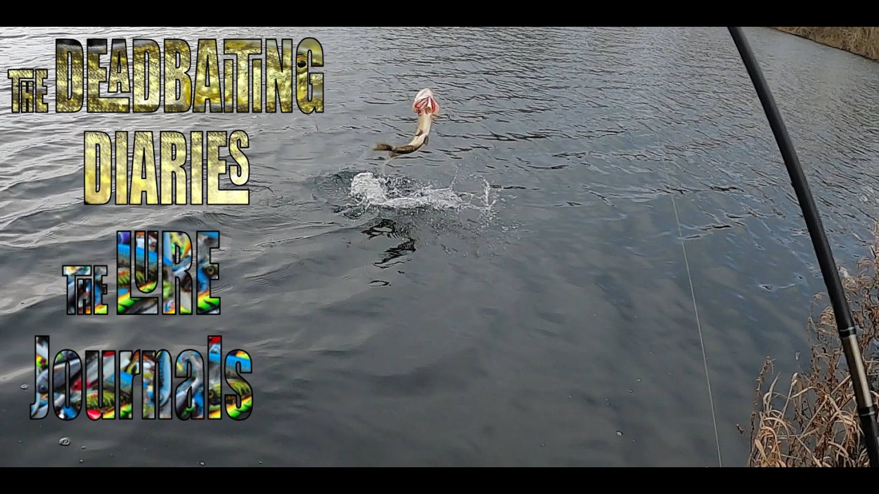 The Deadbaiting Diaries Part 13 & the Lure Journals Part 1