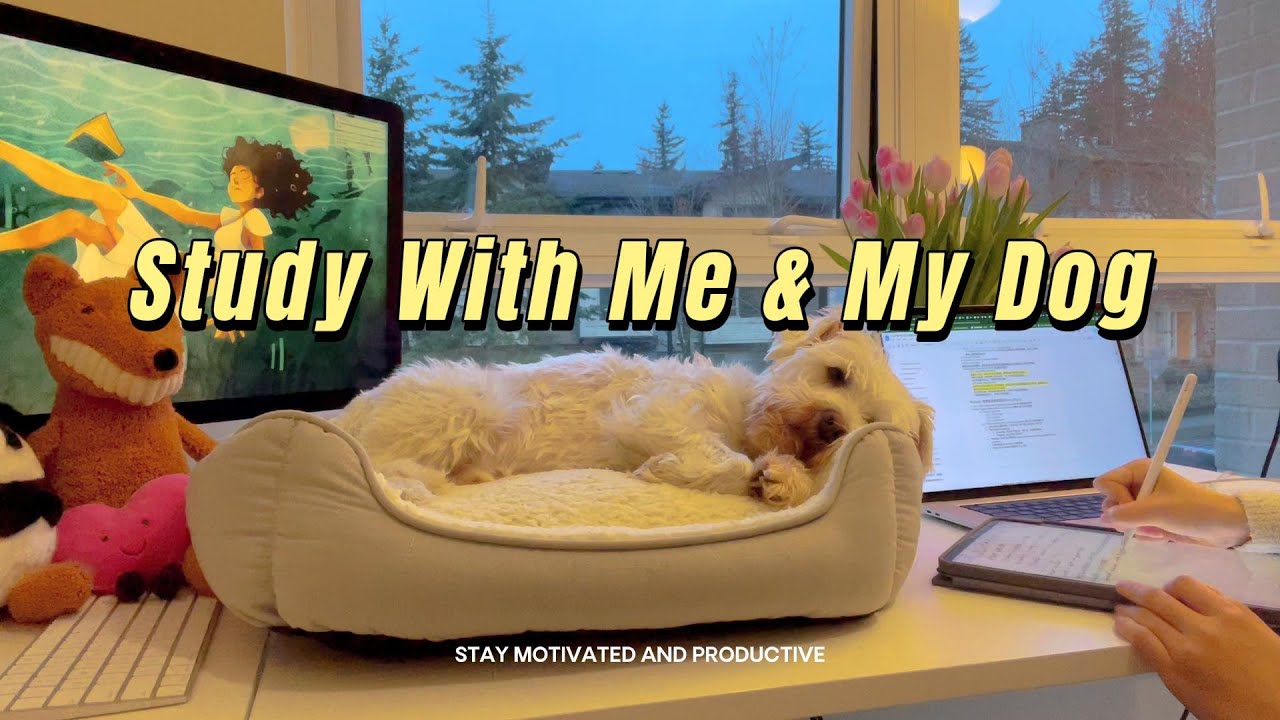 2 Hour STUDY WITH ME & MY DOG at 7AM | Background noise, No break, Calm Piano Music