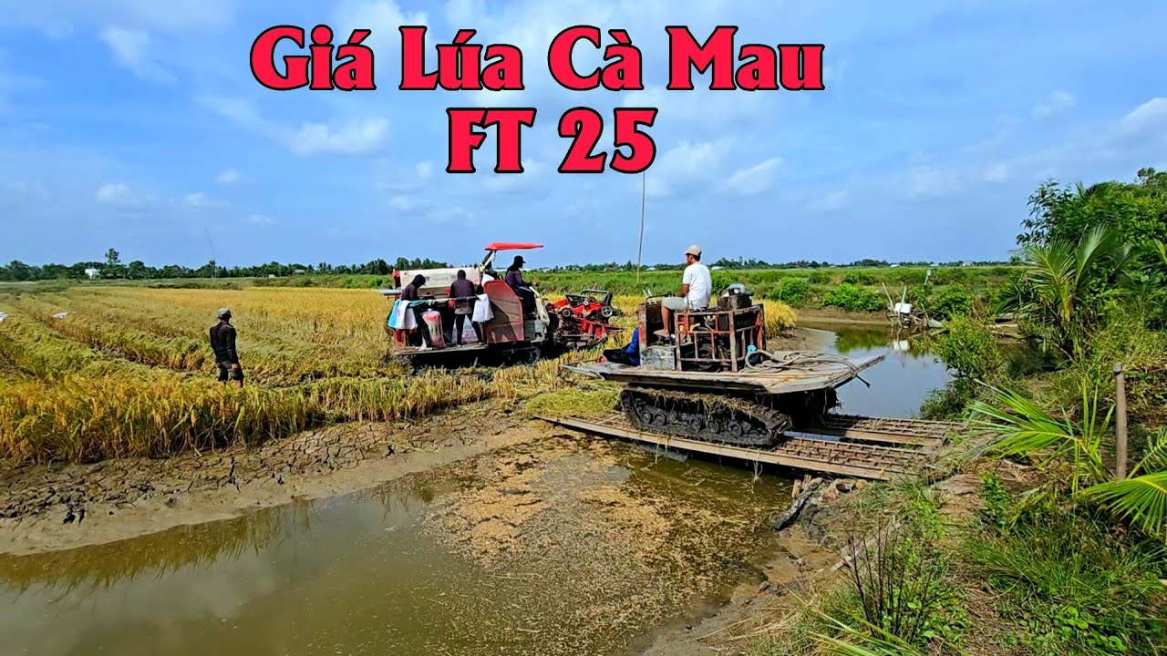 30/12 Giá Lúa Vụ Đông Xuân Đang Tuột Giá U Minh Tỉnh Cà Mau 