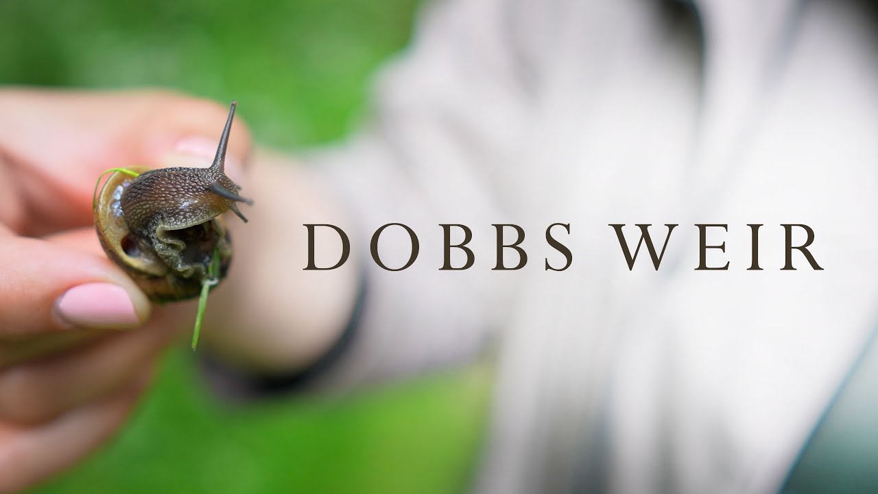 Dobbs Weir, May 2025