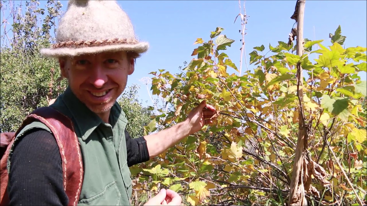 Exploring the Wild Apple Forests of Kazakhstan (ver.2)