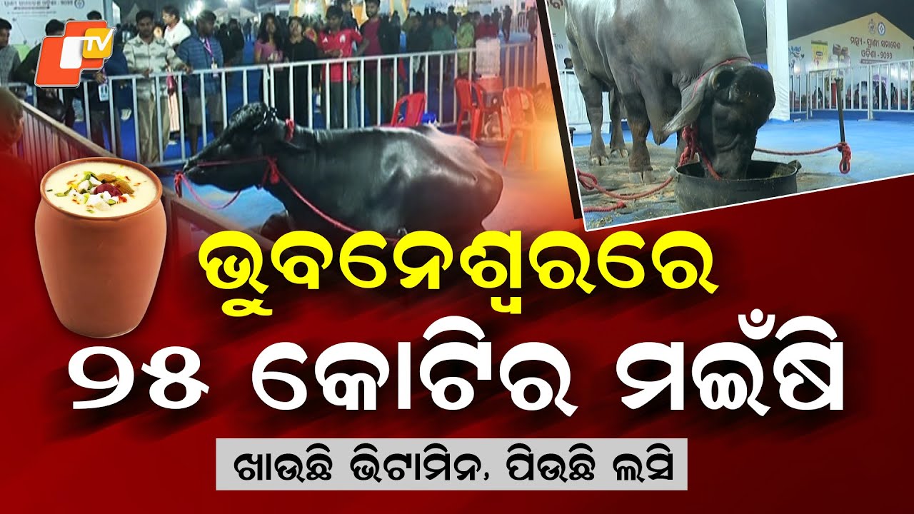 Special Story: ₹25 Crore Buffalo Steals the Show in Bhubaneswar
