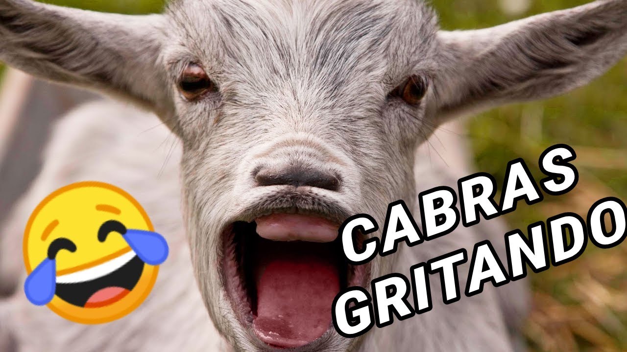 CABRAS GRITANDO - TENTE NÃO RIR!  LINDAS, DIVERTIDAS E ENGRAÇADAS. SOM DA CABRA - ANIMAIS DA FAZENDA