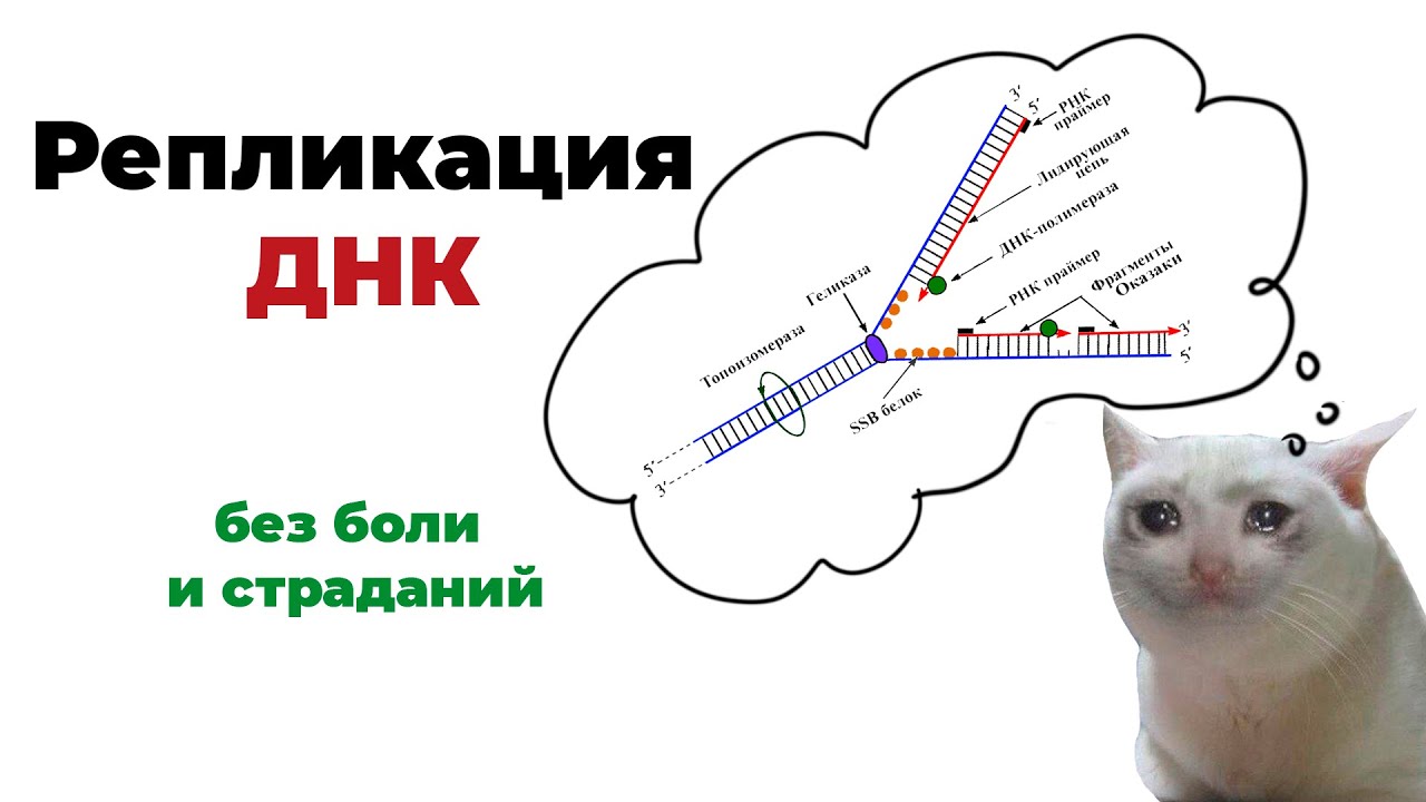 РЕПЛИКАЦИЯ/РЕДУПЛИКАЦИЯ/УДВОЕНИЕ ДНК для ЕГЭ по биологии