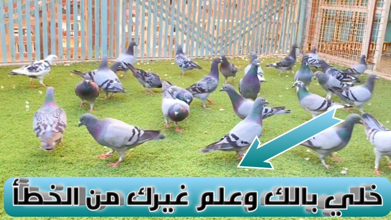 الحمام الزاجل بتاع نهار مش بتاع ليل اي معني الكلام دا!؟