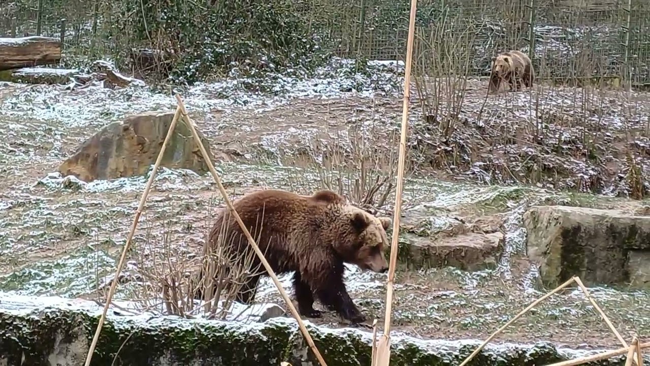 Heimat-Tierpark Olderdissen Bielefeld 07.01.2024